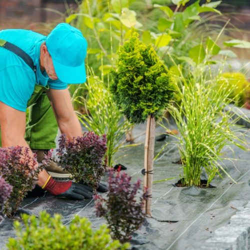 Professional Garden Landscape Maintenance Services