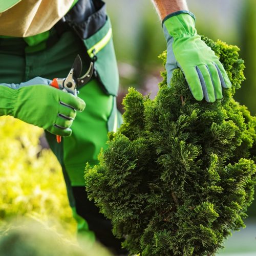 Professional Garden Worker Trimming Unhealthy Plant Branches
