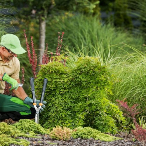 Professional Gardener with Garden Pruning and Cutting Tools