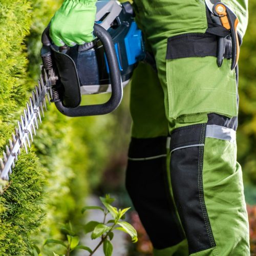 Professional Gardener with Hedge Trimmer Doing His Job in the Garden